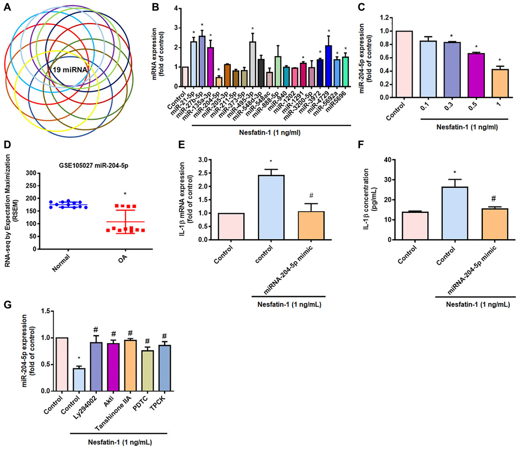 Inhibiting miR-204-5p expression regulates nesfatin-1-induced stimulation of IL-1β production in human OASFs. (A and B) miRNA target prediction software was used to identify miRNAs that potentially bind to the IL-1β 3’-UTR plasmid. (C) OASFs were incubated with nesfatin-1 and miR-204-5p levels were examined by qPCR. (D) Levels of miR-204-5p in normal and OA synovial tissues retrieved from the GEO dataset. (E and F) Cells were transfected with miR-204-5p mimic, then stimulated with nesfatin-1. IL-1β expression was examined by qPCR and ELISA. (G) Cells were treated with PI3K, Akt, AP-1 and NF-κB inhibitors, then stimulated with nesfatin-1 prior to qPCR analysis of miR-204-5p levels. *p #p 