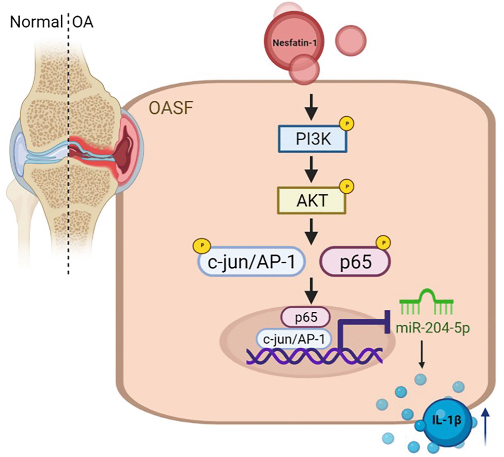 Schema illustrating the effects of nesfatin-1 upon IL-1β synthesis during OA progression. Nesfatin-1 promotes IL-1β synthesis in human OASFs by suppressing miR-204-5p synthesis in the PI3K, Akt, AP-1 and NF-κB signaling pathways.