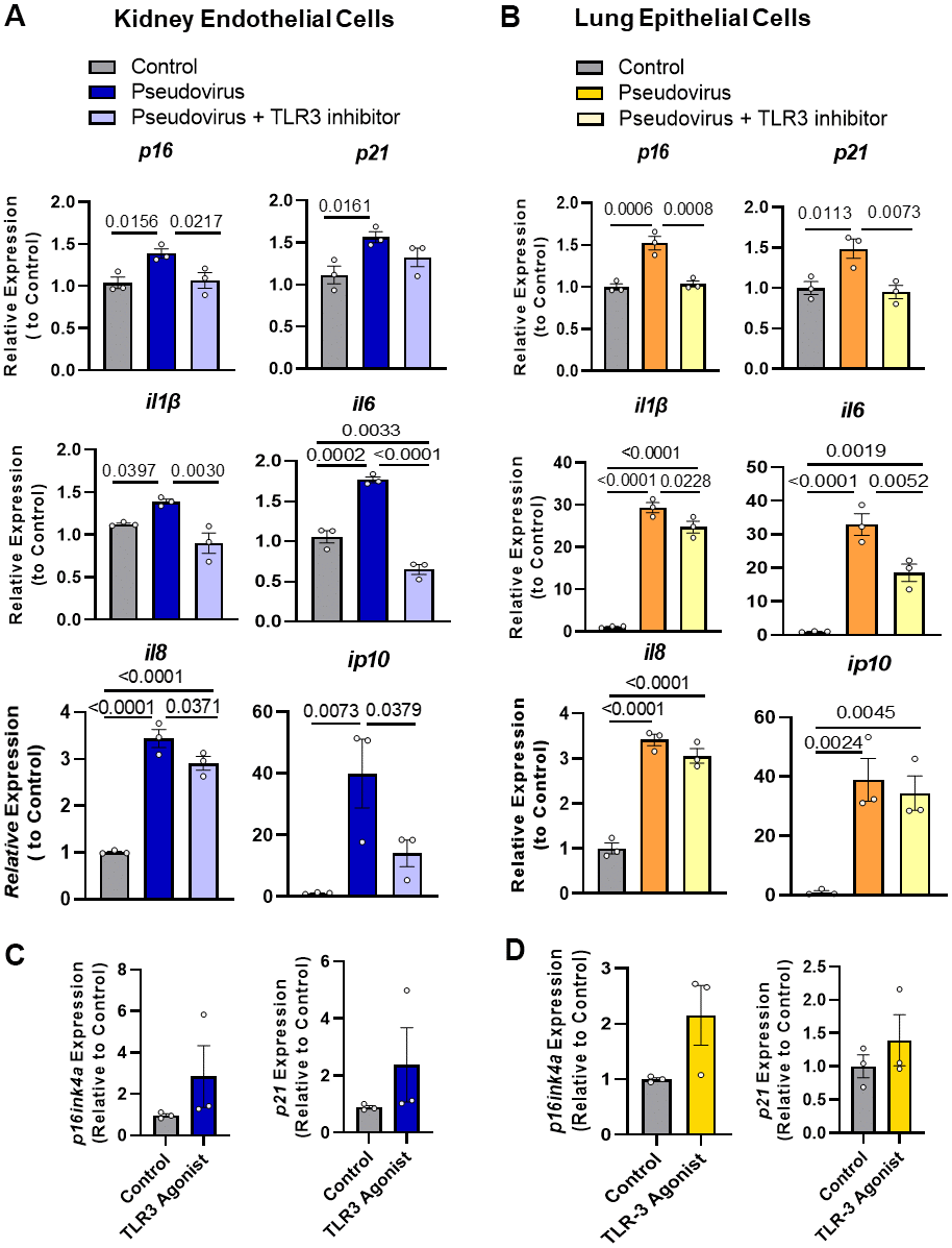 Pseudovirus exposure increases senescence markers in non-senescent cells; these increases in markers were attenuated by TLR-3 inhibitor. (A) Non-senescent kidney endothelial cells and (B) human lung epithelial cells had higher expression of senescence markers and SASP factors upon treatment with pseudovirus, while using TLR-3 inhibitor decreased their expression. Cells were exposed to the pseudovirus in the presence of TLR-3 inhibitor or vehicle (control) for 14 days. (C, D) Activating TLR-3 was not sufficient to induce senescence: TLR-3 agonist did not induce senescence as extensively as the pseudovirus. Non-senescent kidney endothelial (C) and lung epithelial cells (D) were treated with the TLR-3 agonist Poly I:C (2 and 10μg/ml, respectively), for 7 days or pseudovirus, when senescence markers and SASP factor expression were measured. Data are expressed as a function of untreated non-senescent cells; mean +/- SEM, 1-way ANOVA and post hoc comparisons with Fisher’s LSD (A, B) and unpaired Student’s t-tests (C, D).