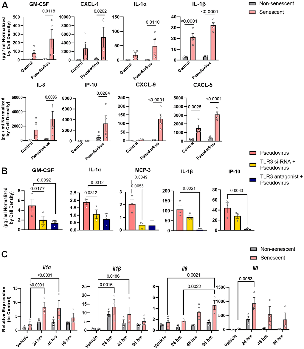 Pseudovirus amplifies the SASP in senescent preadipocytes and genetically or pharmacologically inhibiting TLR-3 attenuates this SASP amplification. (A) SASP factors were assayed in senescent and non-senescent preadipocytes (n=4) treated with pseudovirus for 96 hrs. Data are shown as a function of cell number; mean +/- SEM, 2-way repeated measures ANOVA. (B) Senescent cells were transfected with TLR-3 siRNA or treated with TLR-3 antagonist (10μM) and then exposed to pseudovirus for 96 hrs. Data are expressed as a function of untreated senescent cells; mean +/- SEM, repeated 1-way ANOVA and post hoc pairwise comparisons Fischer’s LSD. (C) TLR-3 agonist increases SASP factor expression in senescent (but not non-senescent) human preadipocytes. Senescent and non-senescent preadipocytes were exposed to Poly I:C for 24, 48, or 96 hrs. and analyzed for SASP factors (rtPCR). Data are expressed as a function of untreated senescent cells; mean +/- SEM, repeated 2-way ANOVA and post hoc pairwise comparison Tukey’s HSD. All other significant p values are listed in Supplementary Table 1.