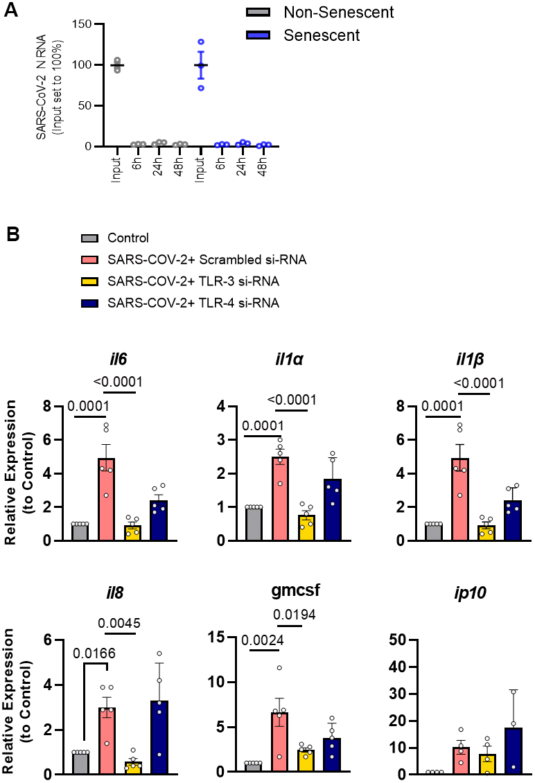 SARS-CoV-2 amplifies the SASP of senescent preadipocytes without infecting them. (A) Senescent and non-senescent preadipocytes were exposed to SARS-CoV-2 for the indicated times and assayed for infection by qPCR. (B) Senescent preadipocytes were treated with SARS-CoV-2 and the SASP was assayed 82 hrs. later by qPCR. Data are expressed as a function of untreated senescent cells; mean +/- SEM, repeated 1-way ANOVA and post hoc comparison pairwise Tukey’s HSD. All other significant p values are listed in Supplementary Table 1.