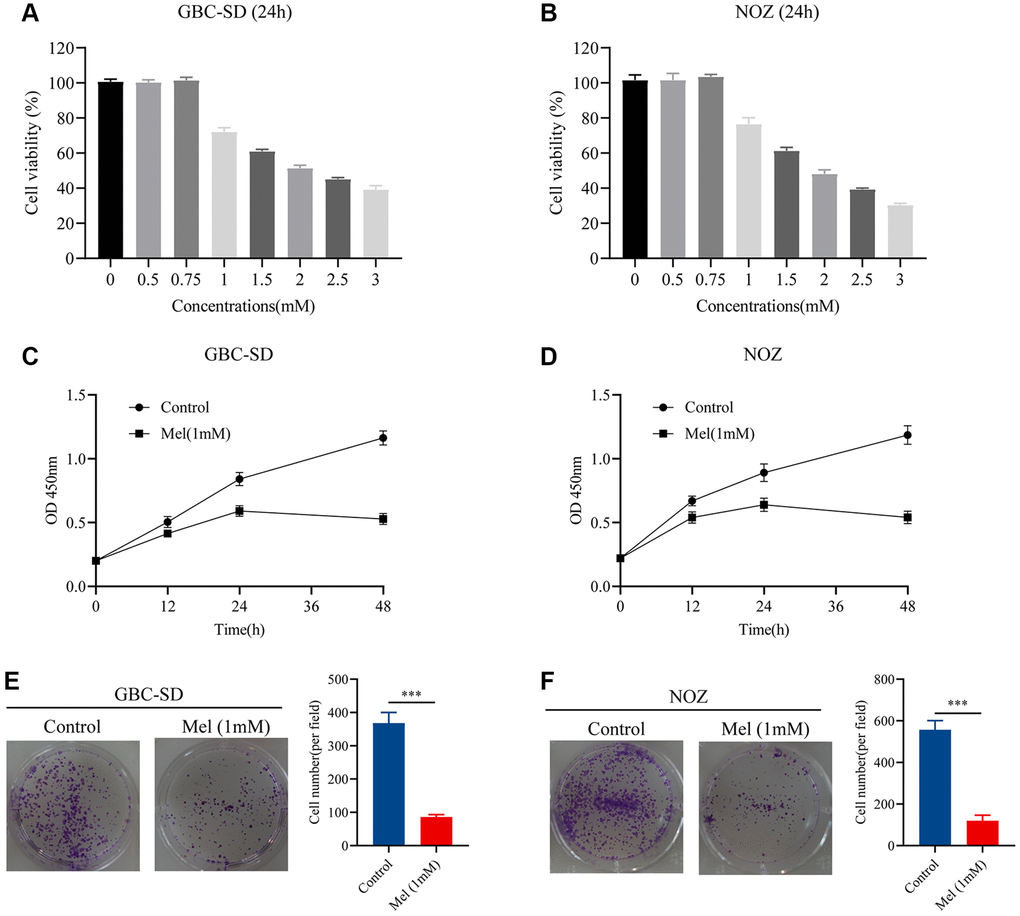 Melatonin inhibits proliferation in GBC-SD and NOZ cells. (A) Cell viability of GBC-SD cells after treatment with different melatonin concentrations (0, 0.5, 0.75, 1, 1.5, 2, 2.5, and 3 mM) for 24 hours. (B) Cell viability of NOZ cells after treatment with different melatonin concentrations (0, 0.5, 0.75, 1, 1.5, 2, 2.5, and 3 mM) for 24 hours. (C) Cell viability of GBC-SD cells after treatment with 1 mM melatonin at different times (0, 12, 24, 48 h) by CCK-8 assay. (D) Cell viability of NOZ cells after treatment with 1 mM melatonin at different times (0, 12, 24, 48 h) by CCK-8 assay. (E) Colony formation assay of GBC-SD cells with or without 1 mM melatonin treatment for 14 days. (F) Colony formation assay of NOZ cells with or without 1 mM melatonin treatment for 14 days. Three biological replicates were performed. Data are presented as mean ± SD. Mel, melatonin; ***P 