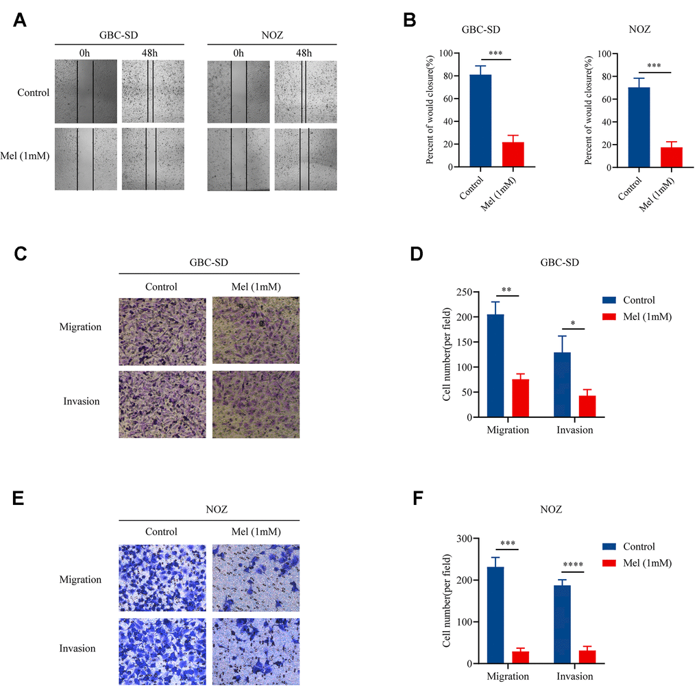 Melatonin suppresses the migration and invasion of gallbladder cancer cells. (A) The wound-healing assay in GBC-SD and NOZ cells treated with or without 1 mM melatonin for 48 h. (B) The percentage of wound closure in GBC-SD and NOZ cells. (C) The migration and invasion assay in GBC-SD cells treated with or without 1 mM melatonin. (D) Transwell assays assessed GBC-SD cell number per filed. (E) The migration and invasion assay in NOZ cells treated with or without 1 mM melatonin. (F) Transwell assays assessed NOZ cell number per filed. Three biological replicates were performed. Data are presented as mean ± SD. Mel, melatonin; ***P **P *P 