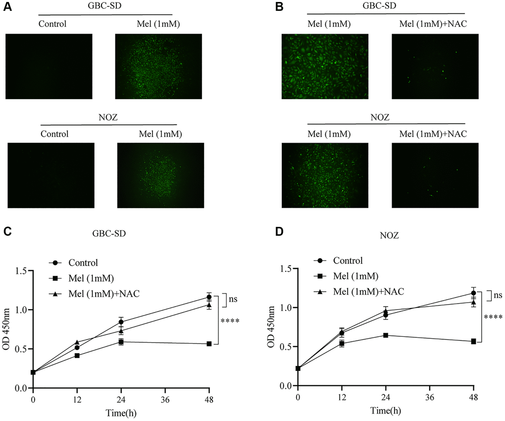 The level of ROS increases after melatonin treatment. (A) The intracellular ROS production was measured with DCFH-DA after GBC-SD and NOZ cells were treated with or without 1 mM melatonin for 48 h. (B) Pre-treatment with 2 mM NAC for 1 hour significantly inhibited the production of ROS in GBC-SD and NOZ cells treated with 1 mM melatonin. (C, D) Pre-treatment with 2 mM NAC for 1 hour reversed the inhibition effects of melatonin in GBC-SD and NOZ cells. Three biological replicates were performed. Data are presented as mean ± SD. Mel, melatonin; ****P 