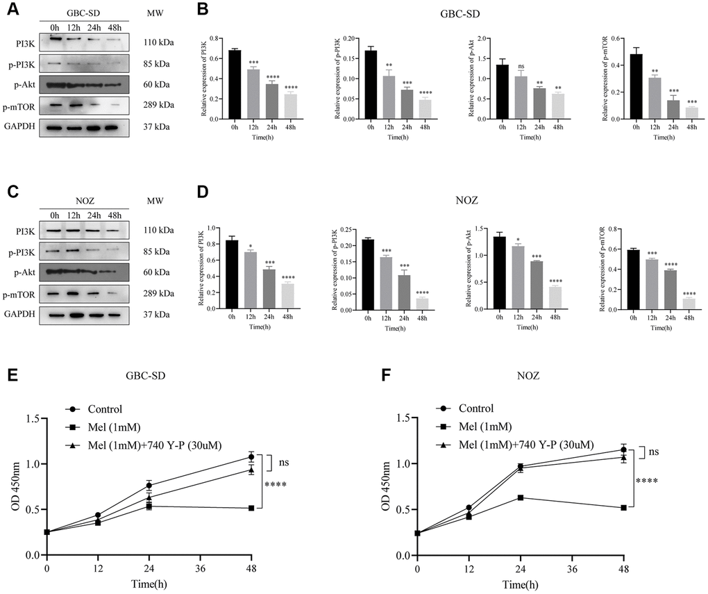 Melatonin suppresses the activation of the PI3K/Akt/mTOR signaling pathway. (A) The protein expressions of PI3K, p-PI3K, p-Akt, and p-mTOR were detected by Western blotting after GBC-SD cells were treated with 1 mM melatonin for 0, 12, 24, and 48 hours. (B) Relative protein expressions were quantified in GBC-SD cells. (C) The protein expressions of PI3K, p-PI3K, p-Akt, and p-mTOR were detected by Western blotting after NOZ cells were treated with 1 mM melatonin for 0, 12, 24, and 48 hours. (D) Relative protein expressions were quantified in NOZ cells. (E, F) The inhibitory effects of 1 mM melatonin in GBC-SD and NOZ cells were undermined after co-treatment with a PI3K activator 740 Y-P (30 uM) for 48 h. Three biological replicates were performed. Data are presented as mean ± SD. Mel, melatonin; ****P ***P **P *P 