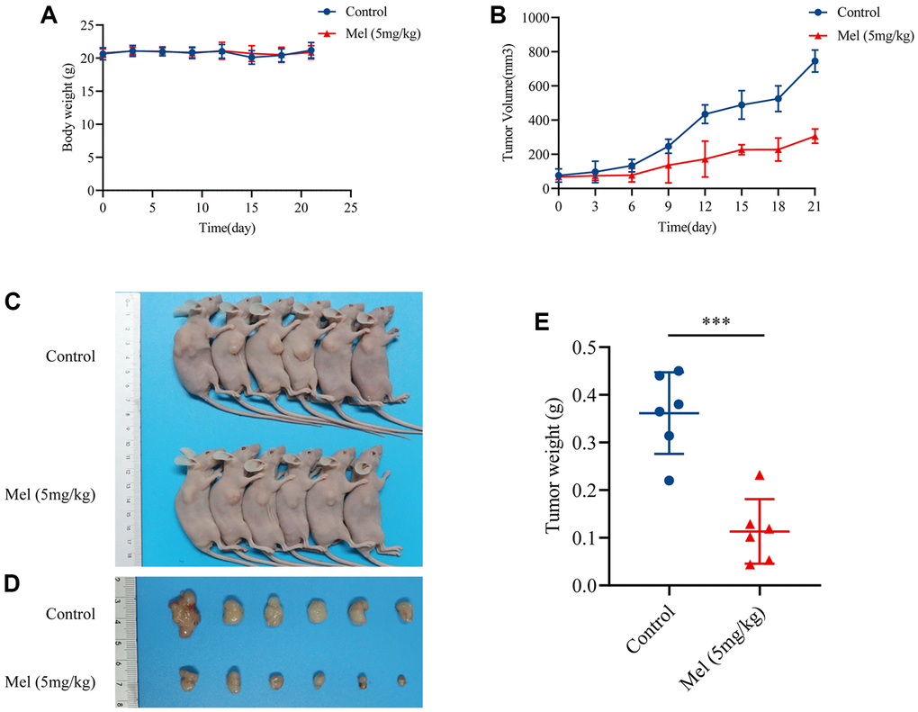 Melatonin inhibited GBC-SD cells proliferation in vivo. (A) Body weights of all mice were recorded every three days (n = 6). (B) The tumor volume was measured every three days (n = 6). (C, D) The pictures of mice and harvested tumors (n = 6). (E) Tumor weight measurements (n = 6). Data are presented as mean ± SD. Mel, melatonin; ***P 