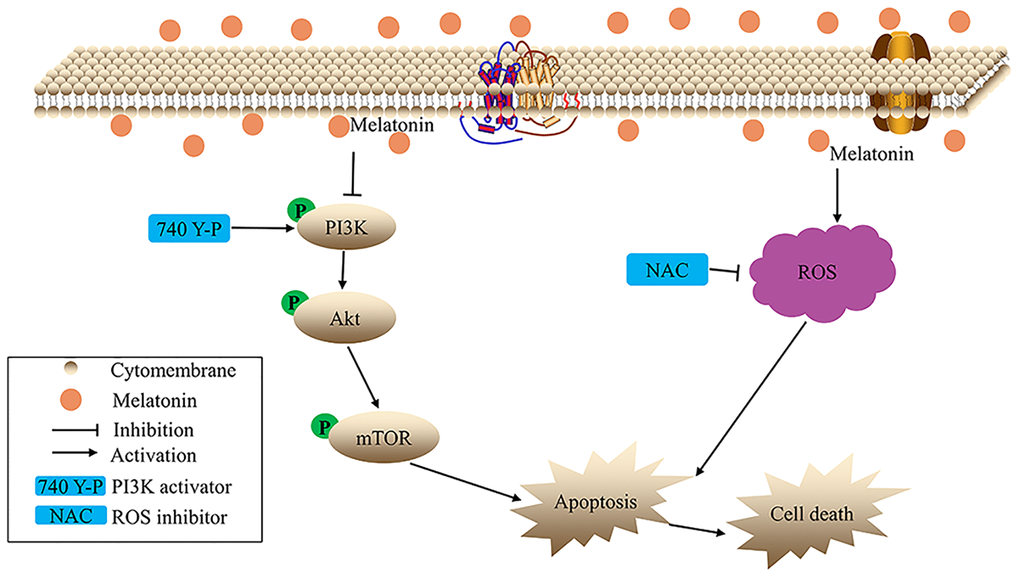 The hypothetical schema of melatonin in gallbladder cancer cells.