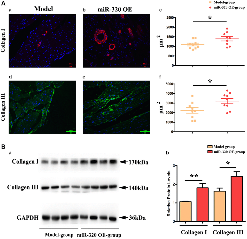 MiR-320 OE increased the type I and III collagen synthesis; (Aa–d) Representative pictures of type I and type III collagen staining in the left ventricular tissues; (Ac–f) The expression levels of type I and type III collagen synthesis; P Ba) Representative Western blots in the left ventricular tissues to show the collagenous fibers synthesis; (Bb) The quantitative analysis of type I and type III collagen; P 