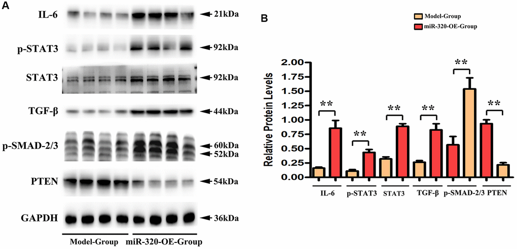 MiR-320 OE heightened the TGF-β, IL-6, t-STAT3, and p-STAT3 signaling and suppressed PTEN. (A) Representative Western blots in the left ventricular tissues; (B) The quantitative analysis of TGF-β, IL-6, p-STAT3, t-STAT3 and PTEN; P 