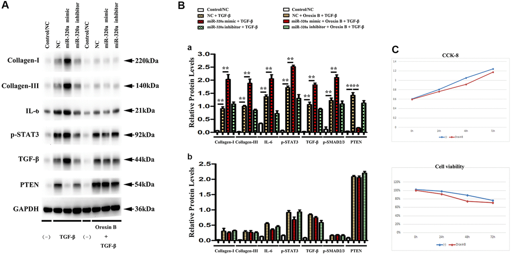 PTEN was involved in miR-320 mimics-induced cardiac fibrosis. (A) Representative Western blots in fibroblasts with or without orexin B injection; (B) The quantitative analysis of TGF-β, IL-6, p-STAT3, and PTEN with or without orexin B injection; P C) The proliferation of fibroblasts treated with miR-320 mimics, inhibitor or negative control (NC) was measured by CCK8 assay.