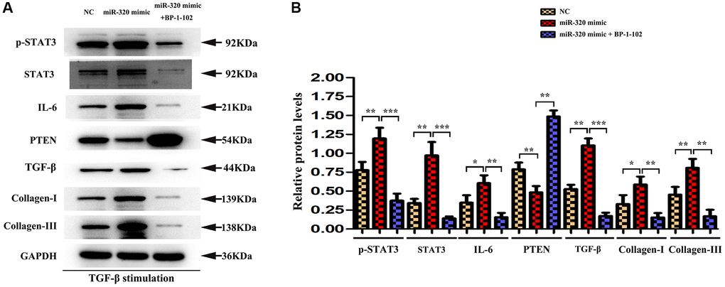 STAT3 was involved in miR-320 mimics-induced development of cardiac hypertrophy and fibrosis. (A) Western blots revealed that BP-1-102 significantly reversed the up-regulated STAT3, p-STAT3, type I and type III collagen, IL6, TGF-β, and down-regulated PTEN. (B) The quantitative analysis illustrated that inhibitor BP-1-102 exposure blunted the up-regulated type I and III collagen, IL6, TGF-β, p-STAT3, and STAT3 expression and enhanced the down-regulated PTEN expression in fibroblasts transfected with miR-320 mimic by BP-1-102. P 