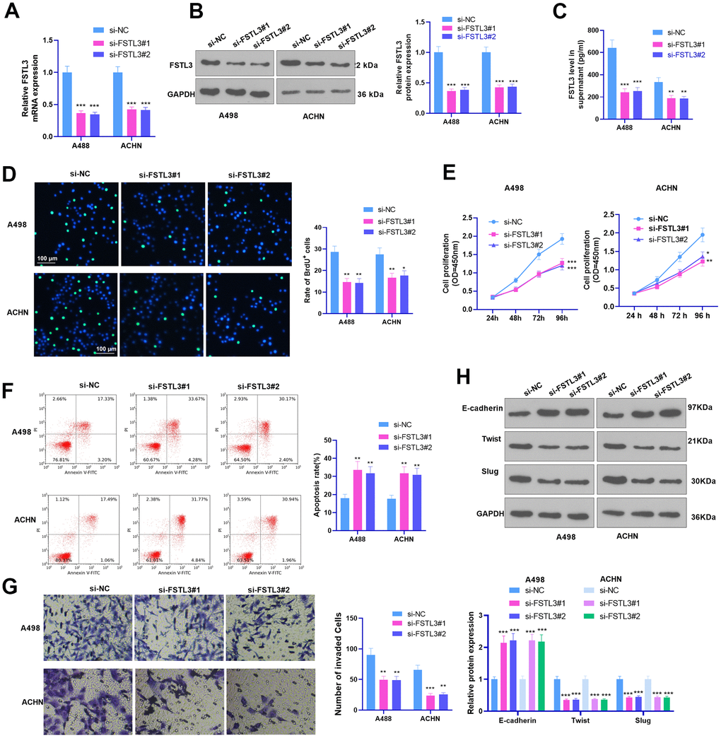 FSTL3 knockdown impeded RCC proliferation and metastasis and accelerated cell apoptosis. A498 and ACHN cells were transiently transfected along with si-FSTL3. (A–C) qRT-PCR (A), Western Blot (B), and ELISA (C) were taken for FSTL3 detection; (D, E) BrdU (D) and CCK8 (E) analyzed cell proliferation; (F) Flow cytometry examined cell apoptosis; (G) Transwell assessed cell invasion; (H) Western Blot evaluated E-cadherin, Twist, and Slug expression in RCC cells. *PPP