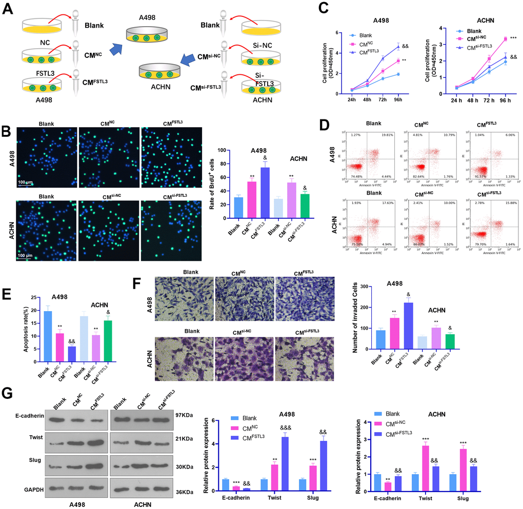 FSTL3 knockdown suppressed RCC proliferation and metastasis and boosted cell apoptosis. (A) The conditioned medium (CM) of RCC cells with FSLT3 overexpression or down-regulation was collected. RCC cells were with the CM. A498 and ACHN cells were transiently transfected along with si-FSTL3. (B, C) BrdU (B) and CCK8 (C) monitored cell proliferation. (D, E) Flow cytometry examined cell apoptosis; (F) Transwell assessed cell invasion; (G) Western Blot evaluated E-cadherin, Twist, and Slug profile in RCC cells. *PPPPPPNC or CMsi-NC group). N=5.