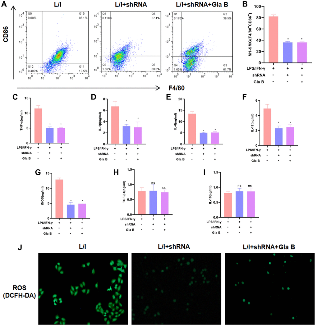 The role of NF-κB (p65) in Glaucocalyxin B-induced inhibition of SMG M1 polarization. (A–B) P65 silencing could inhibit SMG M1 polarization and Gla B cannot further inhibit M1 polarization. There was no difference between groups. Comparison with L/I, *P C–I) Detection of M1/M2 cell marker proteins. Gla B cannot further down-regulate the levels of TNF-α, IL-1β, IL-6, iNOS and IL-12 in P65 silenced cells. Comparison with L/I, *P J) Detection of ROS showed that Gla B could not further down-regulate the level of ROS in cells with P65 silencing.