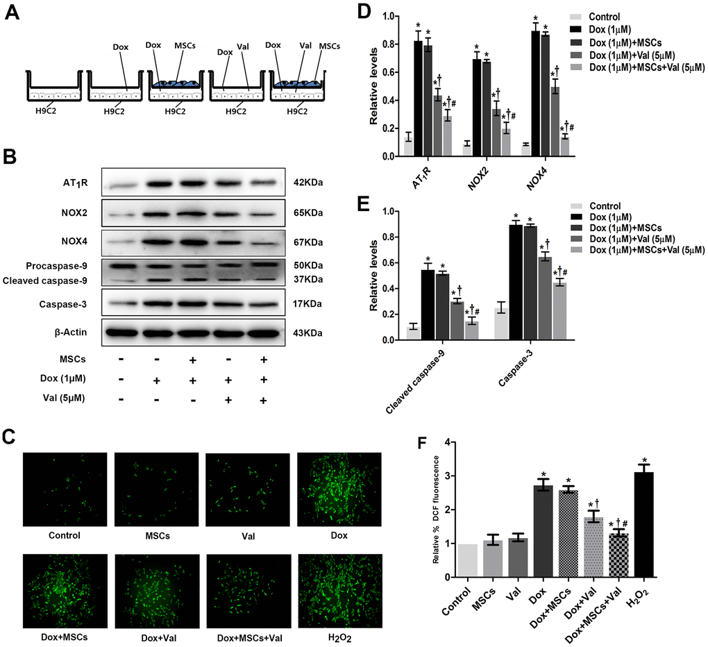 MSCs combined with Val effects on ROS generation, AngII, NOX2, NOX4, caspase-3 and cleaved caspase-9 expression in H9c2 cells. (A) Schematic diagram of co-culture of MSCs and H9c2 cells. (B) Western blot analysis of MSCs and Val-treatment on AT1R, NOX2, NOX4, caspase-3, cleaved caspase-9 proteins levels. (C) Effect of MSCs and Val-treatment on ROS levels at 12 h time point in H9c2 cells. (D, E) Densitometry analysis of the protein bands of AT1R, NOX2, NOX4, caspase-3, cleaved caspase-9 proteins. (F) Microscopic analysis of MSCs and Val-treatment on ROS levels by DCF Fluorescence. *P