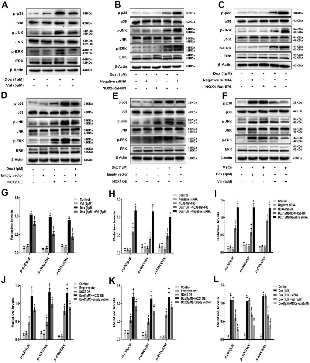 Val, NOX (knockdown and overexpression), MSCs effects on MAPK signaling pathway in H9c2 cells. (A) Western blot analysis of DOX and Val-treatment on p-p38, p-JNK, p-ERK proteins levels. (B, C) Western blot analysis of NOX2 siRNA and NOX4 siRNA treatment on p-p38, p-JNK, p-ERK proteins levels. (D, E) Western blot analysis of NOX2 plasmid and NOX4 plasmid treatment on p-p38, p-JNK, p-ERK proteins levels. (F) Western blot analysis of MSCs and Val-treatment on p-p38, p-JNK, p-ERK proteins levels. (G) Densitometry analysis of the protein bands of p-p38, p-JNK, p-ERK after Val and DOX treatment. (H, I) Densitometry analysis of the protein bands of p-p38, p-JNK, p-ERK after NOX2 siRNA and NOX4 siRNA treatment. (J, K) Densitometry analysis of the protein bands of p-p38, p-JNK, p-ERK after NOX2 plasmid and NOX4 plasmid treatment. (L) Densitometry analysis of the protein bands of p-p38, p-JNK, p-ERK after MSCs and Val treatment. *P