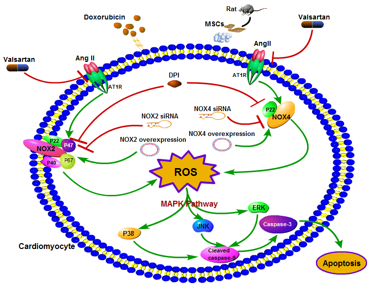 Schematic diagram of the effect of Val combined with MSCs on DOX-induced apoptosis in H9c2 cardiomyocytes.