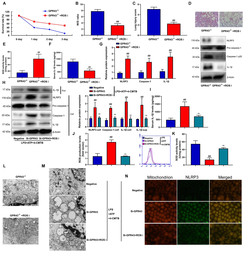 The inhibition of GPR43 activate NLRP3 inflammasome by ROS production-induced mitochondrial fission. Survival rate (A) in GRP43-/- mice with CLP and ROS I for 72 h; W/D rate (B), lung injury score (C), lung tissue using HE staining (D), SOD activity level (E), serum IL-1β levels (F), NLRP3/caspase-1/ IL-1β protein expressions (G) in GRP43-/- mice with CLP and ROS I for 24 h; NLRP3, Caspase-1 and IL-1β protein expressions in cells and IL-1β protein expression in supernatant (H), IL-1β levels (I), ROS production level (J), and SOD activity levels (K) in macrophage by down-regulation of GPR43 and LPS+ATP+GPR43 agonist for 24 h; Representative electron microscopy images (L) in macrophage of GRP43-/- mice with CLP for 24 h; Representative electron microscopy images (M) in macrophage by down-regulation of GPR43 and LPS+ATP+GPR43 agonist for 24 h; Confocal showed the accumulation of ROS production within mitochondria (N) in macrophage by down-regulation of GPR43 and LPS+ATP+GPR43 agonist for 24 h. GPR43-/-, GPR43-/- mice with CLP; GPR43-/-+ROS i, GPR43-/- mice of CLP with ROS inhibitor; Negative, negative control; Si-GPR43, down-regulation of GPR43; LPS+ATP+4-CMTB, macrophage by treated with LPS+ATP+4-CMTB. ##p-/- mice with CLP or GPR43-/- mice with CLP; **p