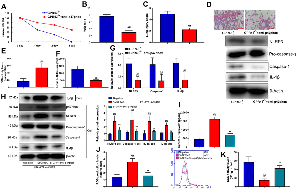 P47phox caused ROS production in the function of GPR43 in sepsis-induced inflammatory reactions model. Survival rate (A) in GRP43-/- mice with CLP and anti-p47phox for 72 h; W/D rate (B), lung injury score (C), lung tissue using HE staining (D), SOD activity level (E), serum IL-1β levels (F), NLRP3/caspase-1/ IL-1β protein expressions (G) in GRP43-/- mice with CLP and anti-p47phox for 24 h; NLRP3, Caspase-1 and IL-1β protein expressions in cells and IL-1β protein expression in supernatant (H), IL-1β levels (I), ROS production level (J), and SOD activity levels (K) in macrophage by down-regulation of GPR43 and LPS+ATP+GPR43 agonist for 24 h. GPR43-/-, GPR43-/- mice with CLP; GPR43-/-+ROS i, GPR43-/- mice of CLP with ROS inhibitor; Negative, negative control; Si-GPR43, down-regulation of GPR43; si-p47phox, down-regulation of p47phox; LPS+ATP+4-CMTB, macrophage by treated with LPS+ATP+4-CMTB. ##p-/- mice with CLP or GPR43-/- mice with CLP; **p