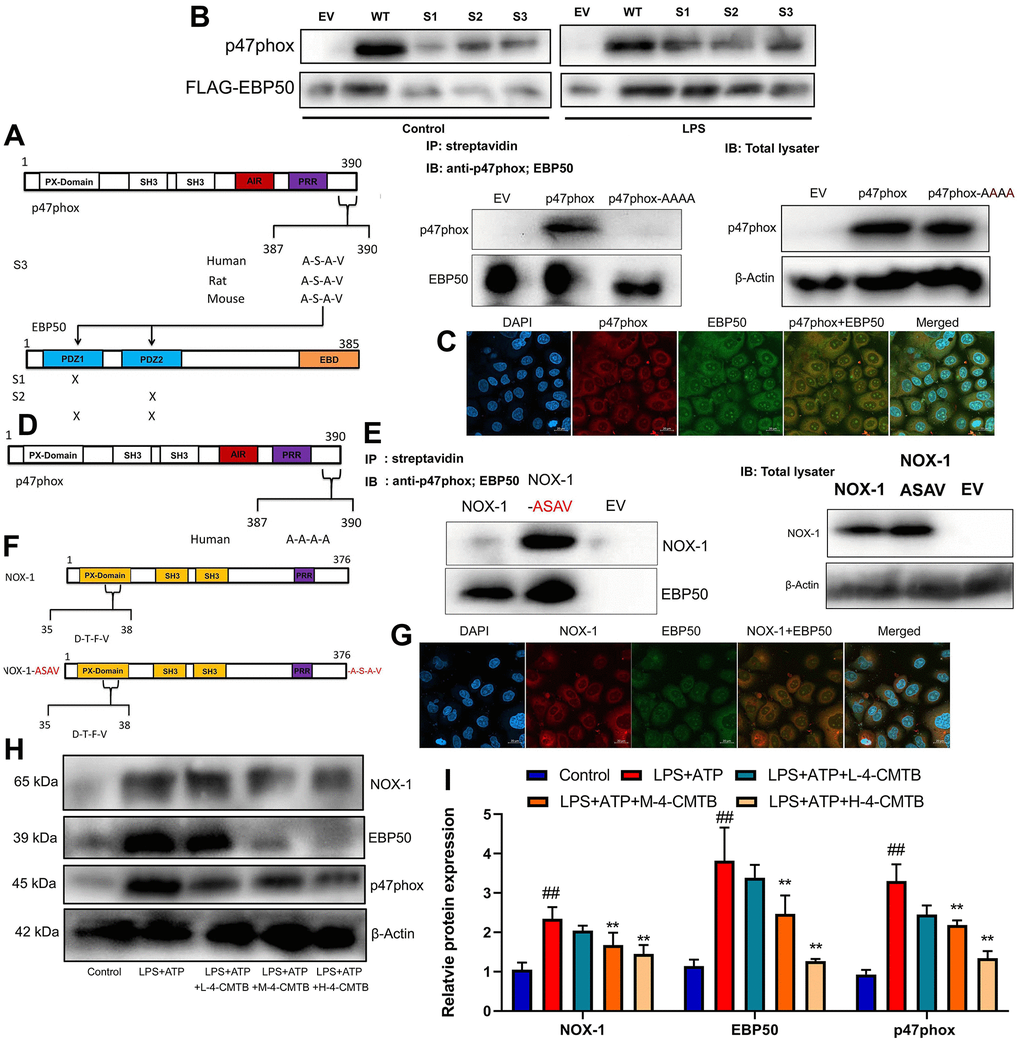 Nox1/EBP50/p47phox is involved in the activation of NLRP3 inflammasome by GRP43 gene in sepsis model. EBP50 and p47phox sequence structures highlighting the PDZ domains of EBP50 and the potential PDZ-binding motif on p47phox, streptavidin regulated anti-p47phox or anti-EBP50 antibodies on RAW264.7 cell (A); Anti-FLAG antibody with anti-p47phox or anti-FLAG antibodies on lysates (B); P47phox and EBP50 expression in vitro model using confocal (C); Outline of p47phox sequence structures highlighting the mutation (in red) of C-terminal PDZ binding motif on p47phox (D); NOX-1 and p47phox sequence structures highlighting the PDZ domains of NOX-1 and the potential PDZ-binding motif on p47phox (E); Anti-FLAG antibody with anti- NOX-1 or anti-FLAG antibodies on lysates (F); NOX-1 and EBP50 expression in vitro model using confocal (G); Nox1, EBP50 and p47phox protein expressions in macrophage by down-regulation of GPR43 and LPS+ATP+GPR43 agonist (H, I). Control, control group; LPS+ATP, macrophage by treated with LPS+ATP; L-4-CMTB, 10 μM of 4-CMTB; M-4-CMTB, 20 μM of 4-CMTB; H-4-CMTB, 40 μM of 4-CMTB. ##p