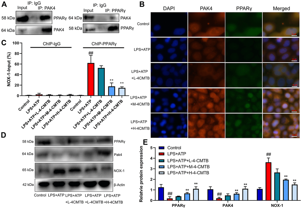 Interaction of PAK4 with PPARγ to regulate Nox1 expression. Robust interaction between PAK4 and PPARγ was confirmed by IP (A); PAK4 and PPARγ expressions in macrophage by LPS+ATP (B); PPARγ binding with the Nox1 promoter in macrophage by LPS+ATP (C); PAK4, PPARγ and Nox1 protein expressions in macrophage by LPS+ATP+4-CMTB (D, E). Control, control group; LPS+ATP+4-CMTB, macrophage by treated with LPS+ATP+4-CMTB. ##p