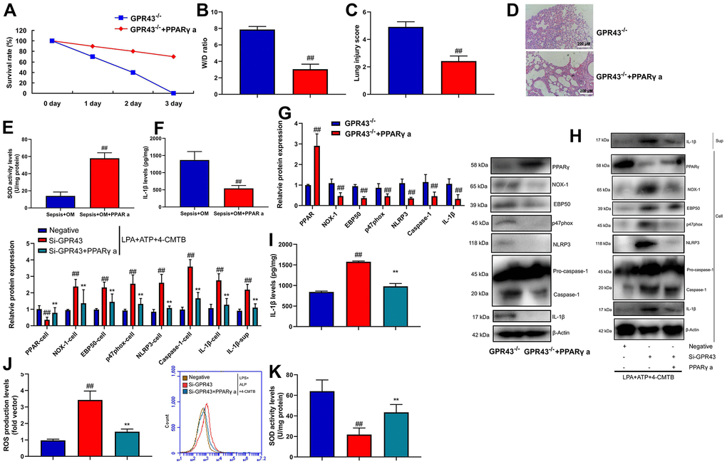 GPR43 is involved in the activation of NLRP3 inflammasome in sepsis model by PPARγ. Survival rate (A) in GRP43-/- mice with CLP and PPARγ a for 72 h; W/D rate (B), lung injury score (C), lung tissue using HE staining (D), serum IL-1β levels (E), PPARγ/NOX-1/EBP50/ p47phox/NLRP3/caspase-1/ IL-1β protein expressions (F) in GRP43-/- mice with CLP and PPARγ a for 24 h; PPARγ, NOX-1, EBP50, p47phox, NLRP3, Caspase-1 and IL-1β protein expressions in cells and IL-1β protein expression in supernatant (G, I), IL-1β levels (H), ROS production level (J), and SOD activity levels (K) in macrophage by down-regulation of GPR43 and LPS+ATP+GPR43 agonist for 24 h. GPR43-/-, GPR43-/- mice with CLP; GPR43-/-+ PPARγ a, GPR43-/- mice of CLP with PPARγ a; Negative, negative control; Si-GPR43, down-regulation of GPR43; PPARγ a, Pioglitazone; LPS+ATP+4-CMTB, macrophage by treated with LPS+ATP+4-CMTB. ##p-/- mice with CLP or GPR43-/- mice with CLP; **p