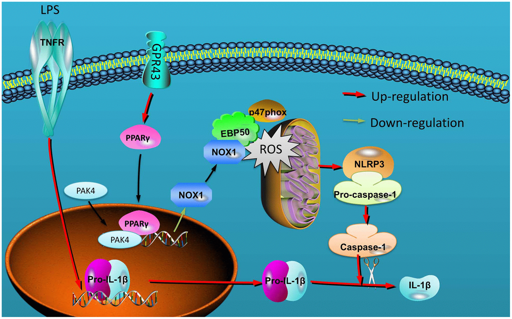 GPR43 is involved in the activation of NLRP3 inflammasome in sepsis model by ROS-induced mitochondrial damage via PPARγ.