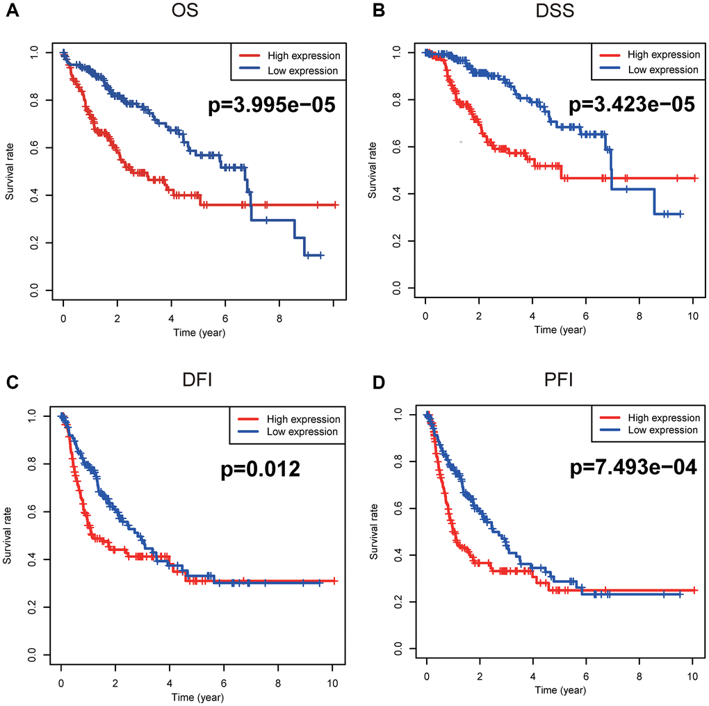 Survival analyses based on Kaplan-Meier method. Kaplan-Meier survival analysis indicated that elevated CENPL was prominently associated with worse (A) OS, (B) DSS, (C) DFI, and (D) PFI. Abbreviations: CENP: centromere protein; OS: overall survival; DSS: disease-specific survival; DFI: disease-free interval; PFI: progression-free interval.