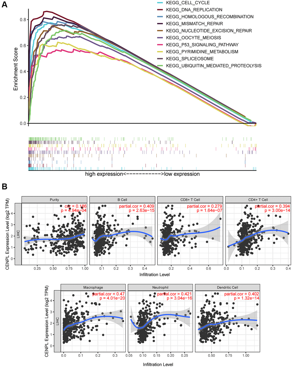 (A) Enrichment plots from GSEA. GSEA results showed that spliceosome, nucleotide excision repair, pyrimidine metabolism, DNA replication, ubiquitin mediated proteolysis, cell cycle, homologous recombination, mismatch repair, p53 signaling pathway and oocyte meiosis were significantly enriched in the high CENPL expression phenotype. GSEA: Gene Set Enrichment Analysis. (B) CENPL transcription level had prominent association with level of immune cell infiltration in HCC.