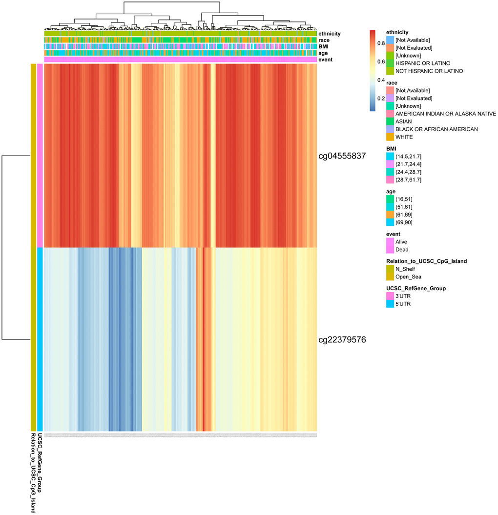 DNA methylation of CENPL. Red to blue means that the expression level goes from high to low. The different colored boxes represent ethnicity, race, BMI, age, event, relation