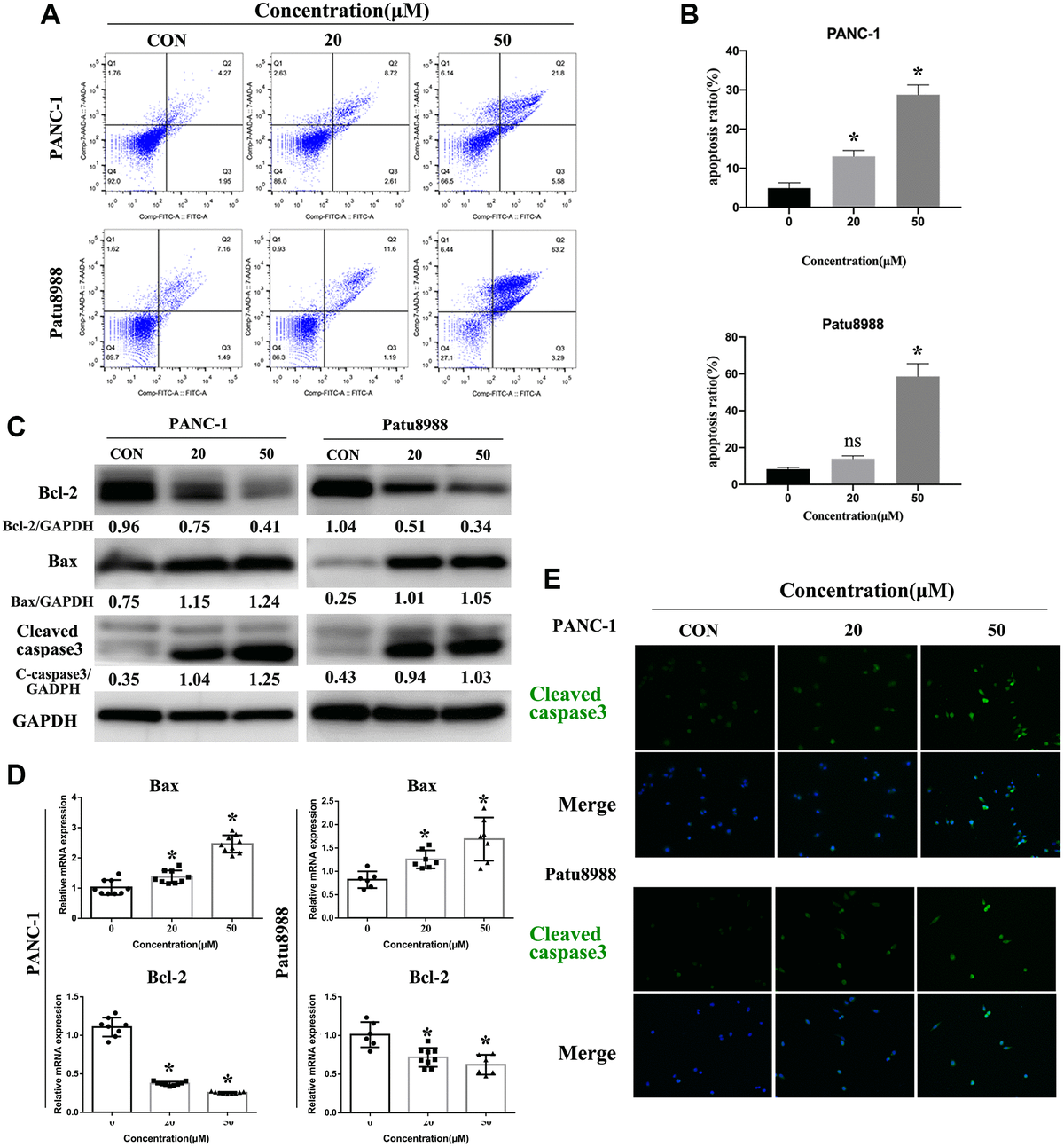 Panaxadiol induced apoptosis in PANC-1 and Patu8988 cells. (A–B) Flow cytometry of apoptosis demonstrated apoptosis ratio of pancreatic cancer cells was significantly increased after being incubated with different concentrations of panaxadiol, and apoptosis ratio = (Q2+Q3)/(Q1+Q2+Q3+Q4), *P C) The expression of apoptosis-related proteins (Bcl-2, Bax, Cleaved caspase3) were detected by western blot. The ratios of Bcl-2/Bax of PANC-1 were 1.29, 0.64, 0.32 as the concentration of panaxadiol increased gradually. For Patu8988, the ratios were 4.04, 0.51, 0.33 accordingly. (D) qRT-PCR confirmed the same results as western blot from the expression of gene level. (E) Cleaved caspase3 was up-regulated in PANC-1 and Patu8988 cells after being treated with panaxadiol by performing immunofluorescence staining.