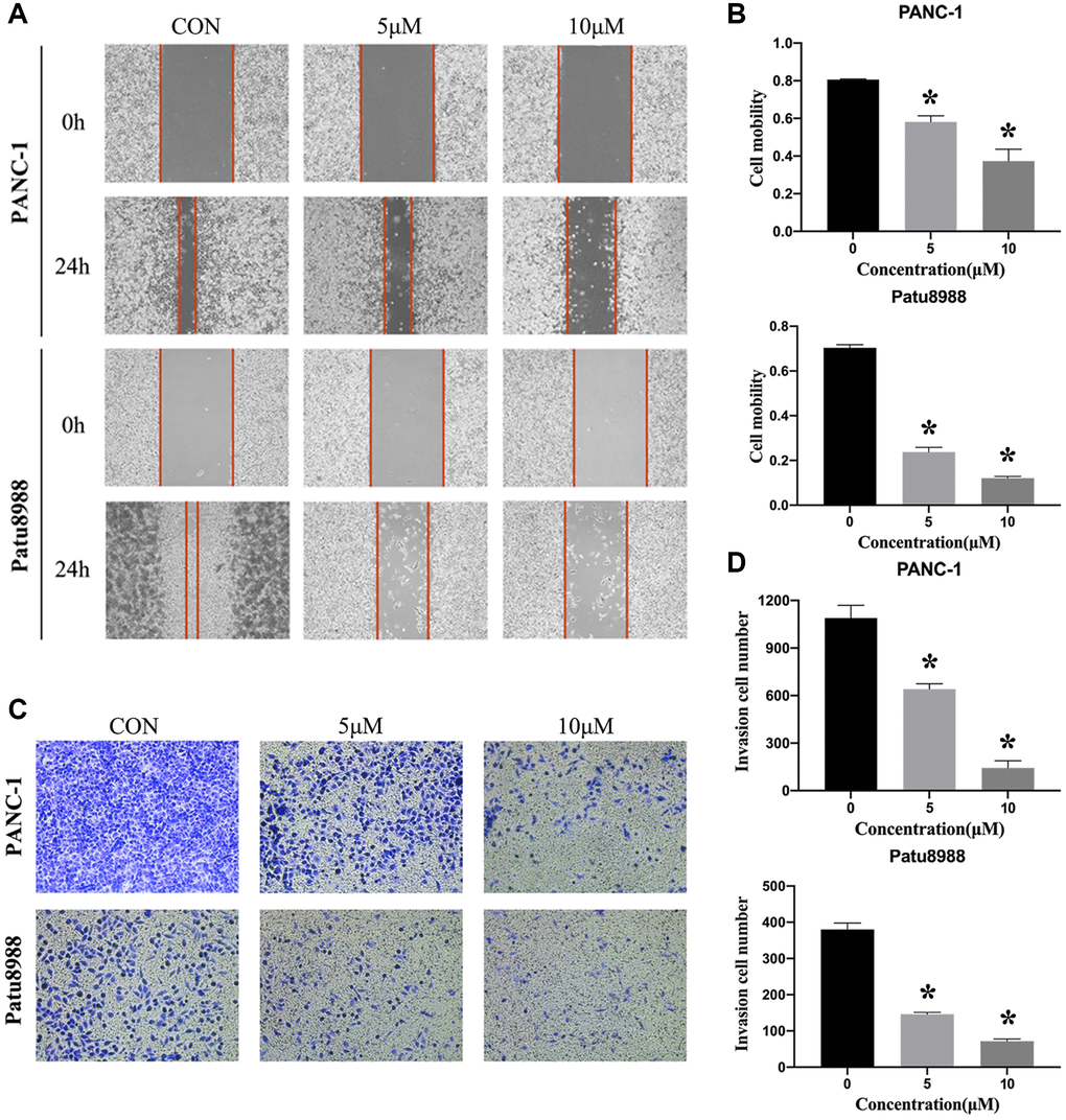 Panaxadiol inhibited the migration of human pancreatic cancer cells. (A–B) Wound healing assay demonstrated the migration ability of PANC and Patu8988 was inhibited by panaxadiol in a dose-dependent manner. Meanwhile, we also used serum-free medium to exclude the effect of cell proliferation on the migration experiments. (C–D) Transwell assay proved panaxadiol suppressed the migration of PANC-1 and Patu8988 cells compared to control groups after being incubated with 0, 5 μM, 10 μM panaxadiol for 24 h. *P 