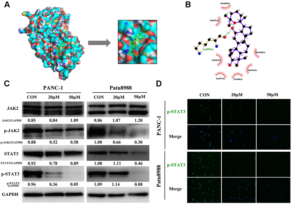 Panaxadiol exerted its pro-apoptotic effect via JAK2-STAT3 signaling pathway. (A) Panaxadiol bound to the binding domain on STAT3 distinctly in molecular docking analysis, the right image was the magnified picture from the left. The lowest binding energy with the target site was −5.7 (kcal/mol) among them (B) The surface view of docking analysis in 2D. The corresponding predicted binding site of STAT3 to panaxadiol was Src Homology 2 domain (SH2) (C) The protein expression of JAK2-STAT3 signaling pathway after being incubated with panaxadiol for 24 h. (D) Panaxadiol decreased the ratio of p-STAT3-positive cells in pancreatic cancer cells.