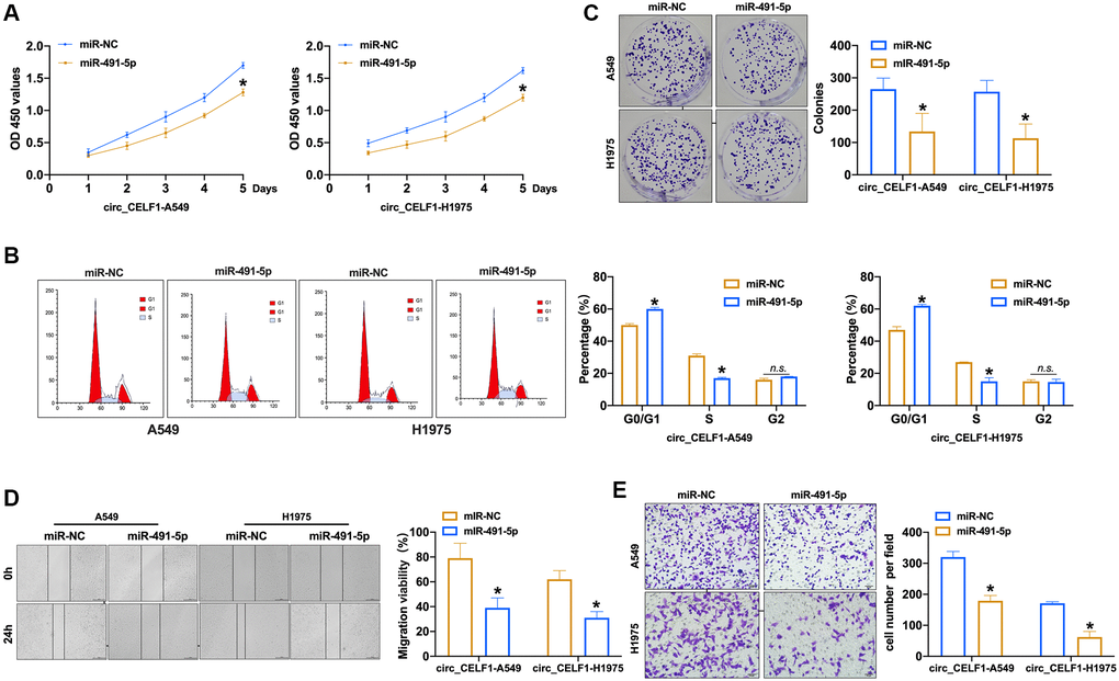 Forced expression of miR-491-5p remits the cell progression in stabled circ