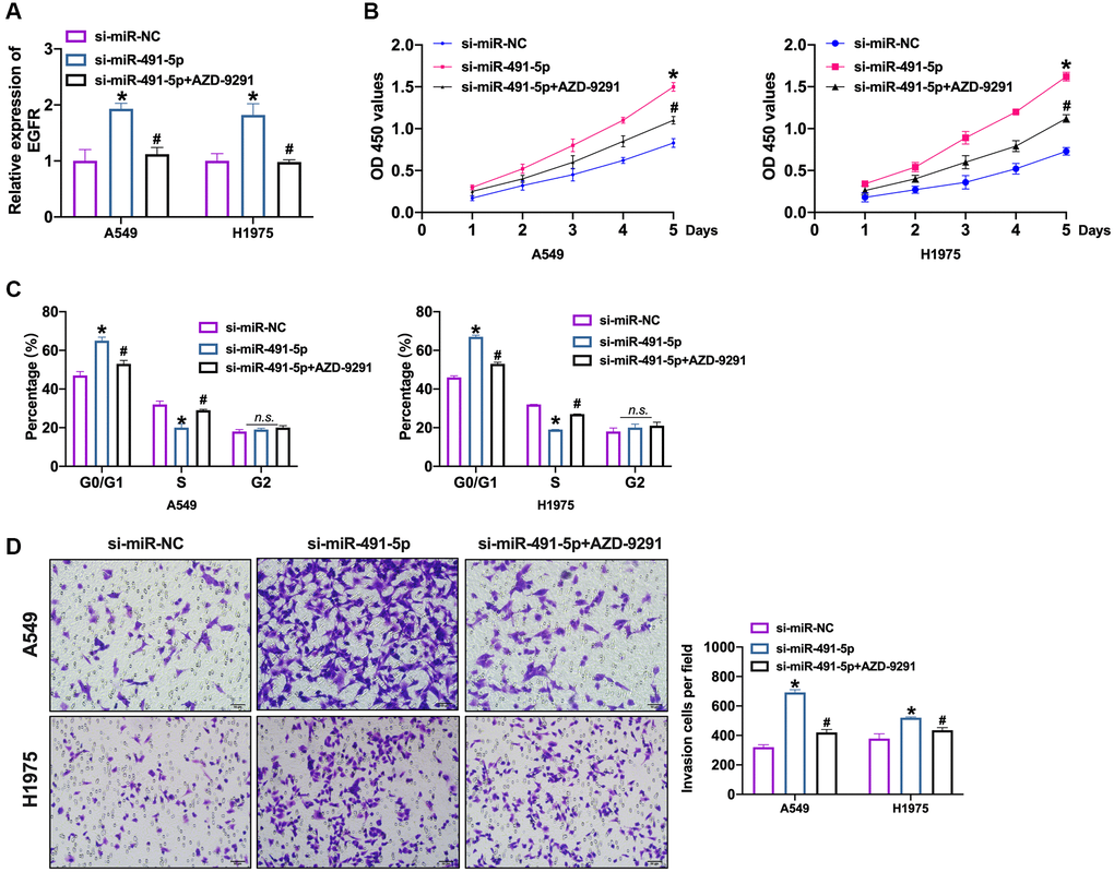 EGFR blockage prevents NSCLC cell progression induced by miR-491-5p knockdown. (A) The expression level of EGFR was confirmed by qRT-PCR. n = 4, *P #P B) CCK-8 assay was performed to detect cell viability in NSCLC cells. n = 4, *P #P C) The cell cycle was explored by flow cytometry in NSCLC cells after si-miR-491-5p transfection and AZD-9291 treatment. n = 4, *P #P D) The invasion ability was explored by Transwell. n = 4, *P #P 