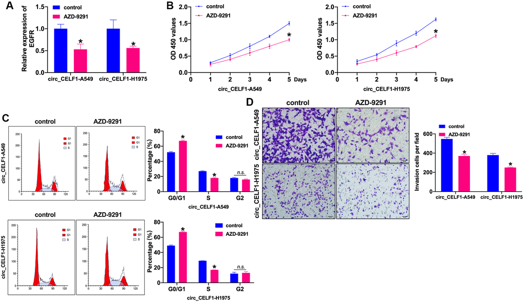 Inhibition of EGFR prevents cell progression in stabled circ