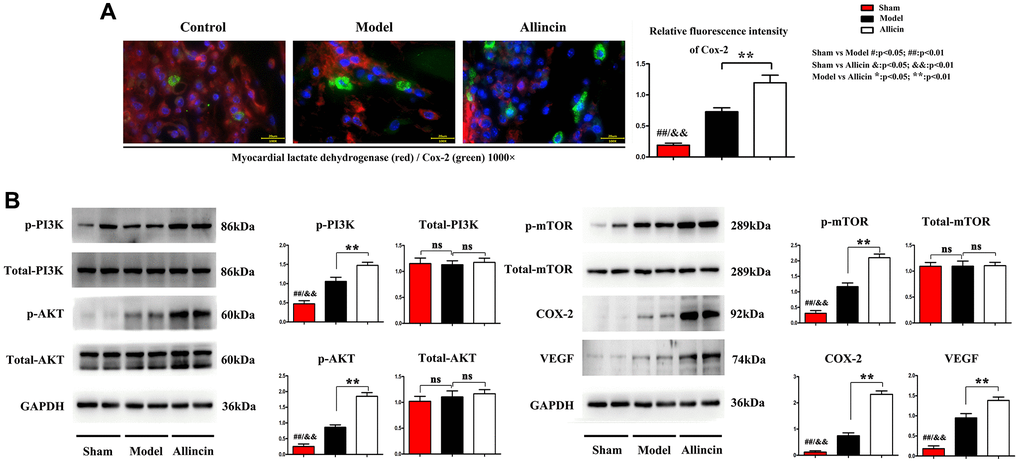 Allicin increased Cox-2, VEGF, myocardial LDH, and activated PI3K/AKT/mTOR pathway. (A) The immunofluorescence staining showed that compared with the Control group, the COX-2 positive area in the myocardial infarction area of Model group increased. Compared with the Model group, the myocardial LDH and COX-2 positive area was further significantly increased after Allicin treatment (*P B) Western blot analysis demonstrated that p-AKT, p-PI3K, p-mTOR, COX-2, and VEGF protein levels were also increased in the Allicin group compared to the Model (*P 