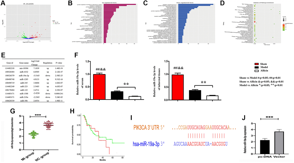 Microarray analysis exposed the regulation of angiogenesis pathway, and gene miRNA-19a-3p might affect the Allicin-induced MI/R protection. (A) The volcano map showed the differently expressed miRNAs by the criteria of |fold change| >2 and P B–C) Functional classification of these differentially expressed genes based on the Gene Ontology (GO). (D) Partial results of the KEGG pathways. (E) The top 10 differentially expressed miRNAs in myocardium Model group compared with the Control group. (F) RT-PCR indicate that MI/R could induce the expression of miR-19a-3p, which can be further modulated by Allicin. (G) RT-PCR revealed that miR-19a-3p has downregulated in mice MI/R specimens compared with matched control tissues. (H) The Kaplan-Meier survival curve was performed to evaluate the diagnostic value of miR-19a- 3p in MI/R. (I) The potential binding site between miR-19a-3p and PIK3CA (PI3K) by Miranda. (J) The expression levels of miR-19a-3p were noticeably down-regulated in PI3K overexpressed macrophages.