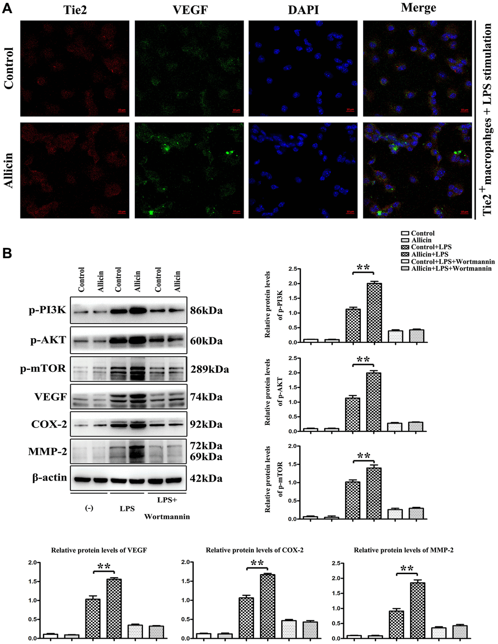 Allicin-mediated increase in VEGF and MMP was dependent on pPI3K. LPS stimulated Tie2 expressing macrophages were cultured in an ischemic buffer. Tie2 expressing macrophages were incubated with fluorescent dye fura-2/AM. (A) The accumulation of VEGF was noticeably visualized with fura-2/AM fluorescence in the Allicin treated Tie2 expressing macrophages. (B) the results of qPCR and Western blotting showed that Allicin treatment significantly increased the expression of the p-PI3K, p-AKT, p-mTOR, VEGF, COX2, and MMP2 in LPS stimulated Tie2 expressing macrophages compared with saline control (P P 