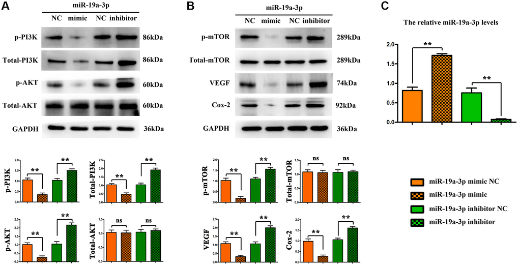 MiR-19a-3p promotes angiogenesis by regulating PI3K/AKT pathway. (A–B) Compared with the control group, the expression of p-PI3K, p-AKT, p-mTOR, VEGF, Cox-2, MMP-2 were significantly decreased after miR-19α-3p mimic transfection, and further significantly increased after miR-19α-3p inhibitor transfection. (*P C) The miR-19a-3p levels of each groups.
