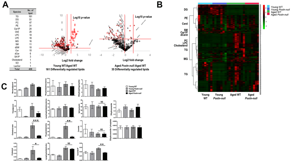 Overall lipid profiles according to kidney age and periostin expression. (A) Numbers of lipids identified. In total, 430 lipid species of 17 classes were identified. The volcano plot shows the magnitude and significance of the fold changes in young WT mice group (middle) and aged Postn-null mice (right) versus aged WT mice. The two vertical red lines indicate the |1.5|-fold change, and the horizontal line indicates a p-value of 0.05. Red dots are DRLs. (B) Clustering heatmap of the 430 lipids identified. (C) Lipid levels per class in the four study groups. Data are the mean ± SEM. Statistical significance was evaluated using Tukey tests. *p p p 