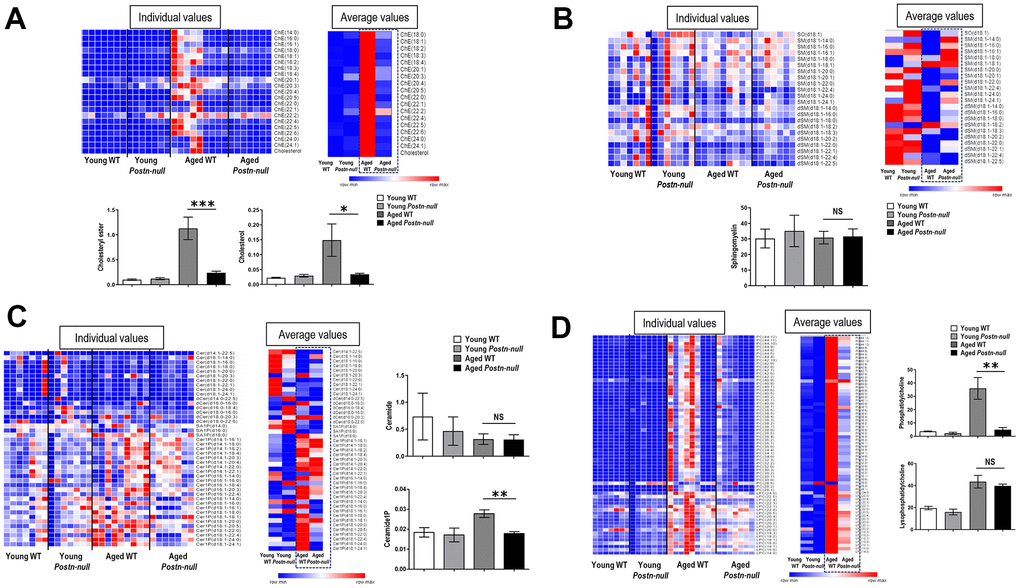 Changes in lipid profiles according to kidney age and periostin expression. (A) chE and cholesterol were significantly increased in aged WT mice compared to young mice, but to a lesser extent in aged Postn-null mice. Data are the mean ± SEM. *p t-test); ***p t-test). (B, C) SM and Cer did not differ between the groups, but C1P was higher in aged WT mice than in aged Postn-null mice. Data are the mean ± SEM. **p t-test). (D) LPC was increased in all aged mice, with no difference between WT mice and Postn-null mice. In contrast, PC was significantly lower in aged Postn-null mice than in aged WT mice. Data are the mean ± SEM. **p t-test).