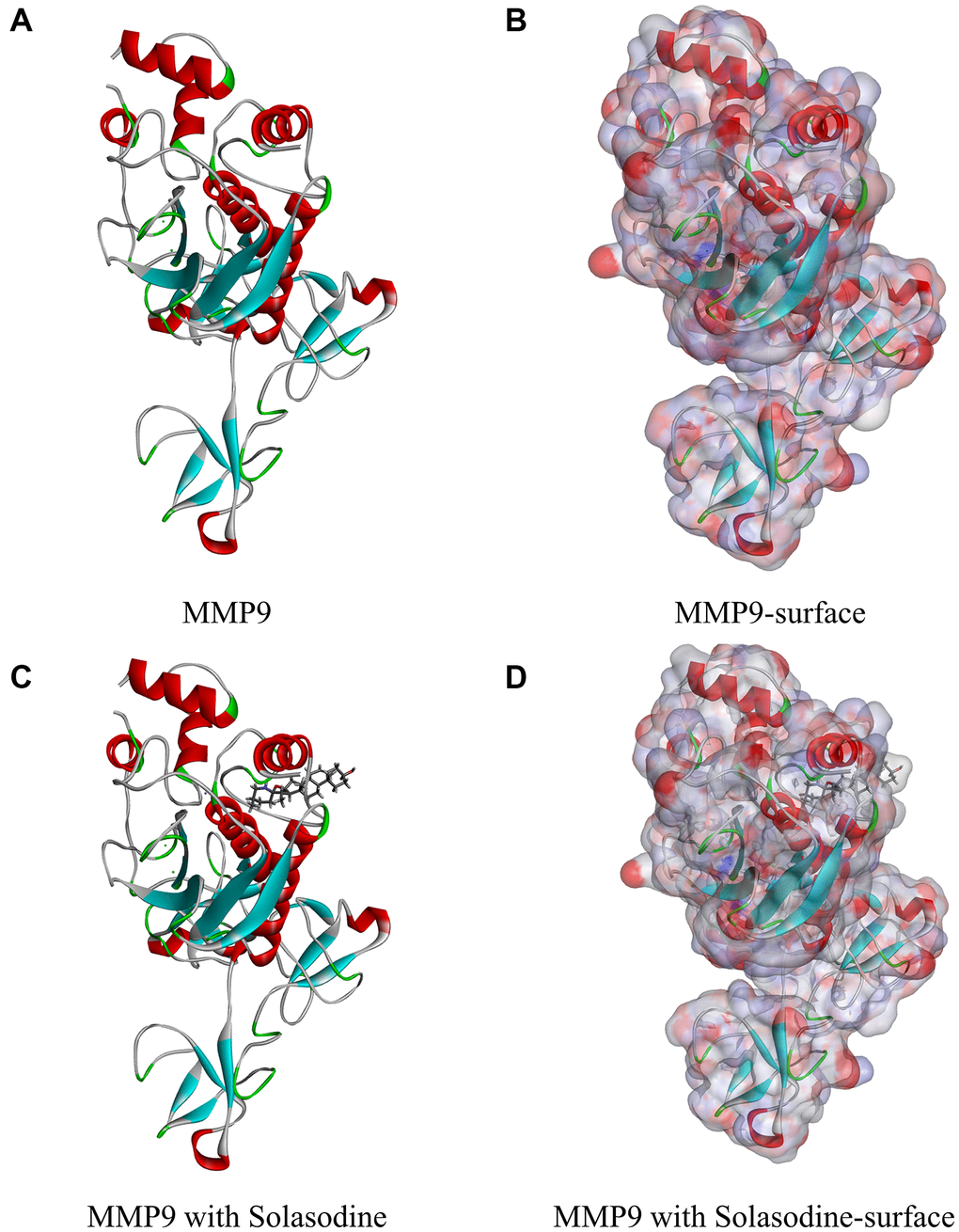 Molecular structure of MMP9. (A) Initial molecular structure. (B) Binding area surface. Blue and red indicate positive and negative charges, respectively. (C) Molecular structure of the MMP9–solasodine complex. (D) Molecular structure of the MMP9–solasodine complex with surface. Blue and red indicate positive and negative charges, respectively.