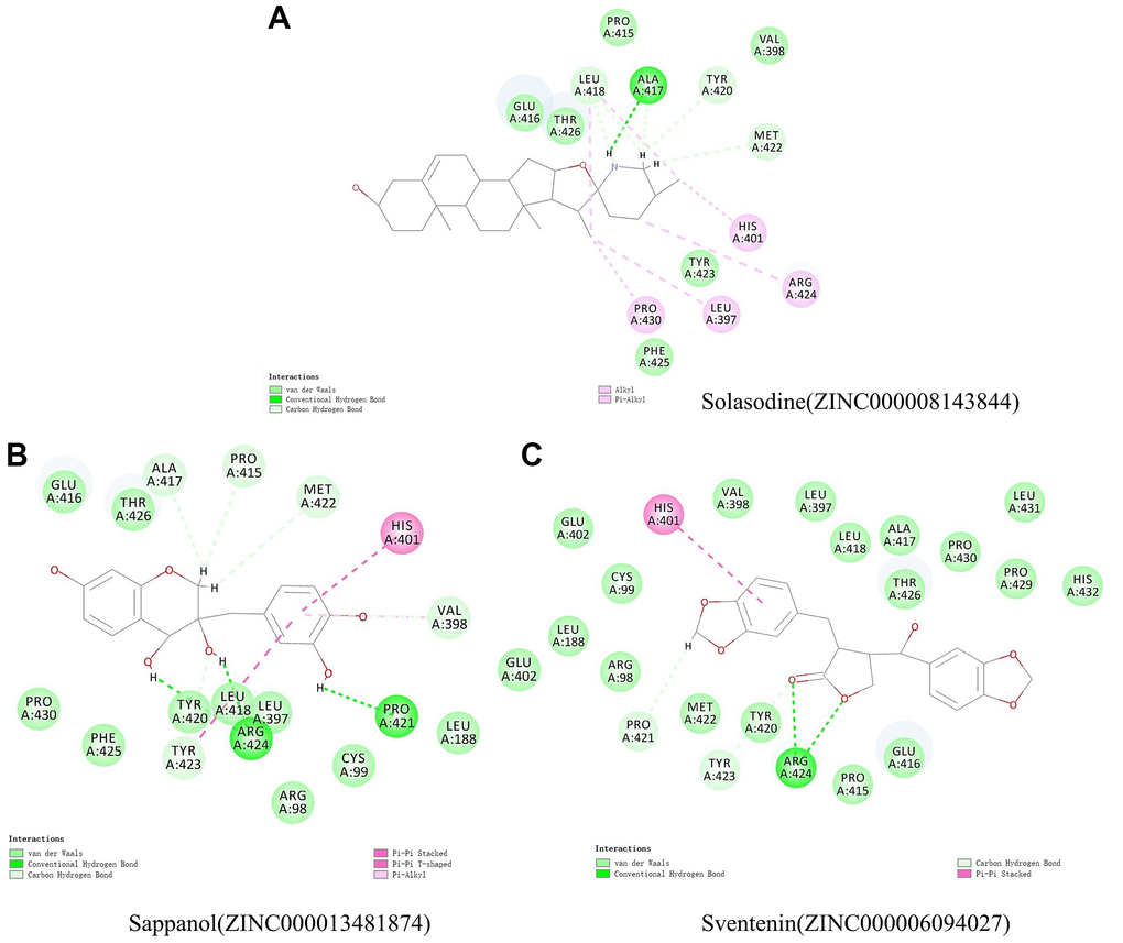 Schematic illustration for intermolecular interaction of the predicted binding modes between MMP9 and (A) Solasodine, (B) Sappanol, and (C) Sventenin.