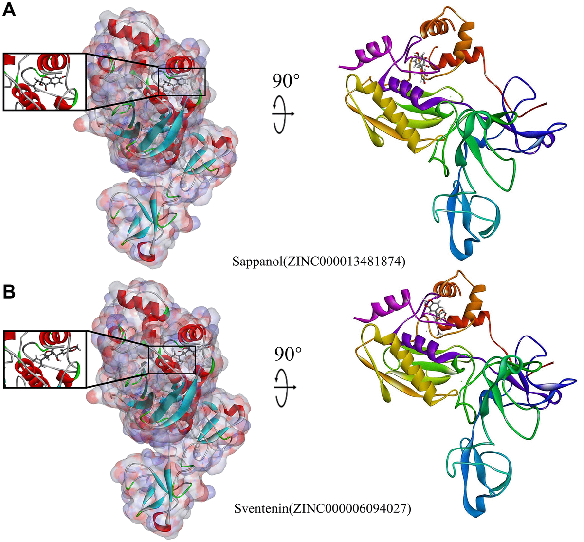Schematic illustration for MMP9-ligand interactions, showing the surface of the binding areas. Blue and red indicate positive and negative charges, respectively; ligands are shown as sticks, with structures surrounding the ligand-receptor junction displayed as thinner sticks. (A) Sappanol-MMP9 complex. (B) Sventenin-MMP9 complex.