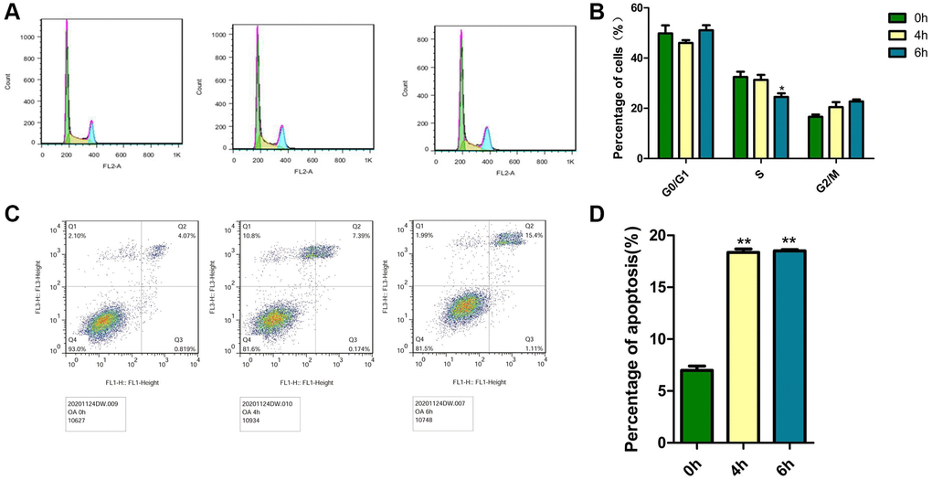 Effects of OA on the cell cycle and apoptosis in MCF-7 cells. Cells were treated with 40 μM OA for various hours (0 h, 4 h, 6 h and 8 h). (A) PI staining was conducted to observe the effect of OA on the cell cycle in vitro. Representative images were shown. (B) At least three independent experiments were performed, and the samples were prepared in triplicate. The data represent the mean ± SD. *P C) Annexin V FITC/PI double staining was conducted to observe the effect of OA on apoptosis in vitro. Representative images were shown. (D) At least three independent experiments were performed, and the samples were prepared in triplicate. The data represent the mean ± SD. *p **P 