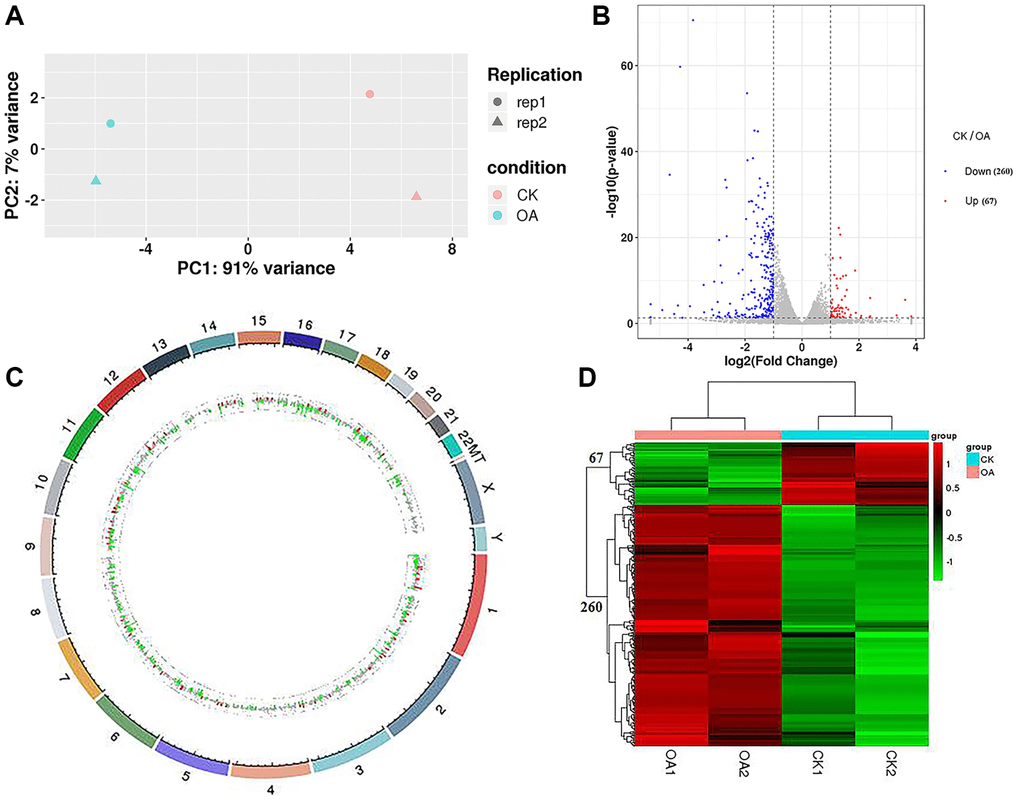 RNA-seq data analysis. (A) PCA was conducted on samples from four groups (CK1, CK2, OA1 and OA2). (B) A volcano plot of 327 DEGs, including 67 downregulated genes and 260 upregulated genes in response to OA treatment was drawn. (C) Each DEG was labeled on 23 pairs of chromosomes of the human genome based on the genome location information. (D) The Euclidean method was used to calculate the distance and combined with the longest distance method (complete linkage) to conduct two-way hierarchical clustering analysis on the 327 DEGs and the samples of four groups.