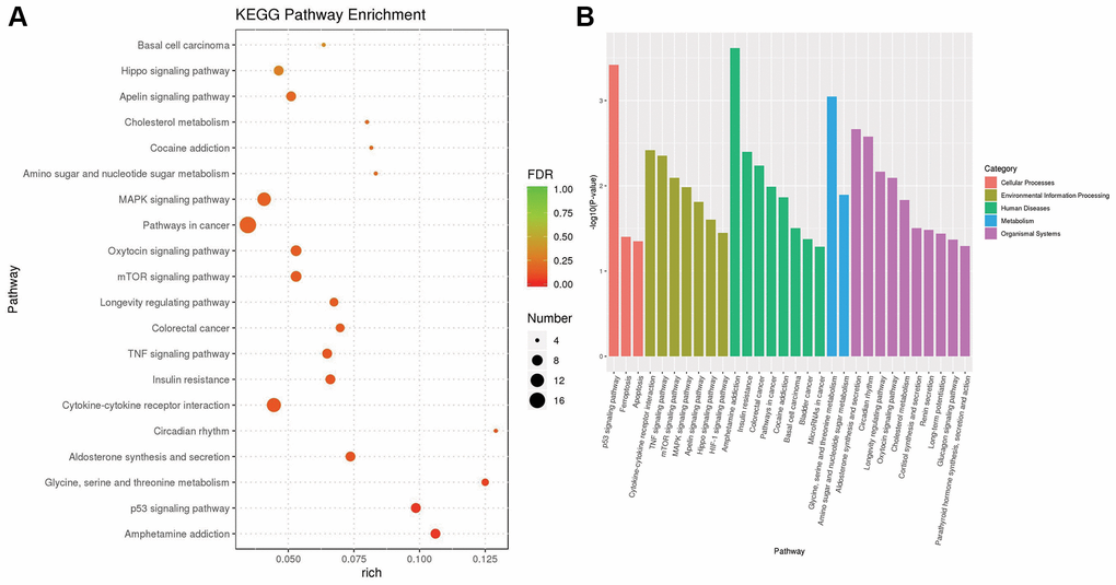 The results of KEGG pathway enrichment. (A) The plot shows the top 20 significantly enriched KEGG pathways in response to OA treatment in MCF-7 cells. (B) The top 20 significantly enriched KEGG pathways were clustered into five pathway categories: cellular processes (red), environmental information processing (green yellow), human diseases (green), metabolism (blue) and organismal systems (purple).