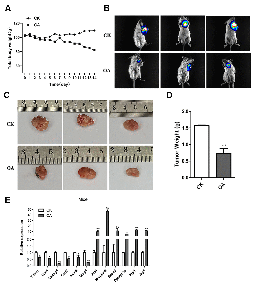 OA inhibited the breast tumor growth in mice. (A) The total body weights of five mice were compared between the CK group (n = 5) and OA group (n = 5) every day during the feeding process. (B) The bioluminescence intensity of breast tumors in three CK mice and three OA mice was observed by a Tanon-5200 Multifluorescence imaging analysis system. (C) The tumor sizes of three CK mice and three OA mice were measured by rulers. (D) The tumors from the CK group and OA group were weighed and compared (n = 5), **P E) Validation of target gene expression in mice from the CK group and OA group tested by qPCR, *p **P 