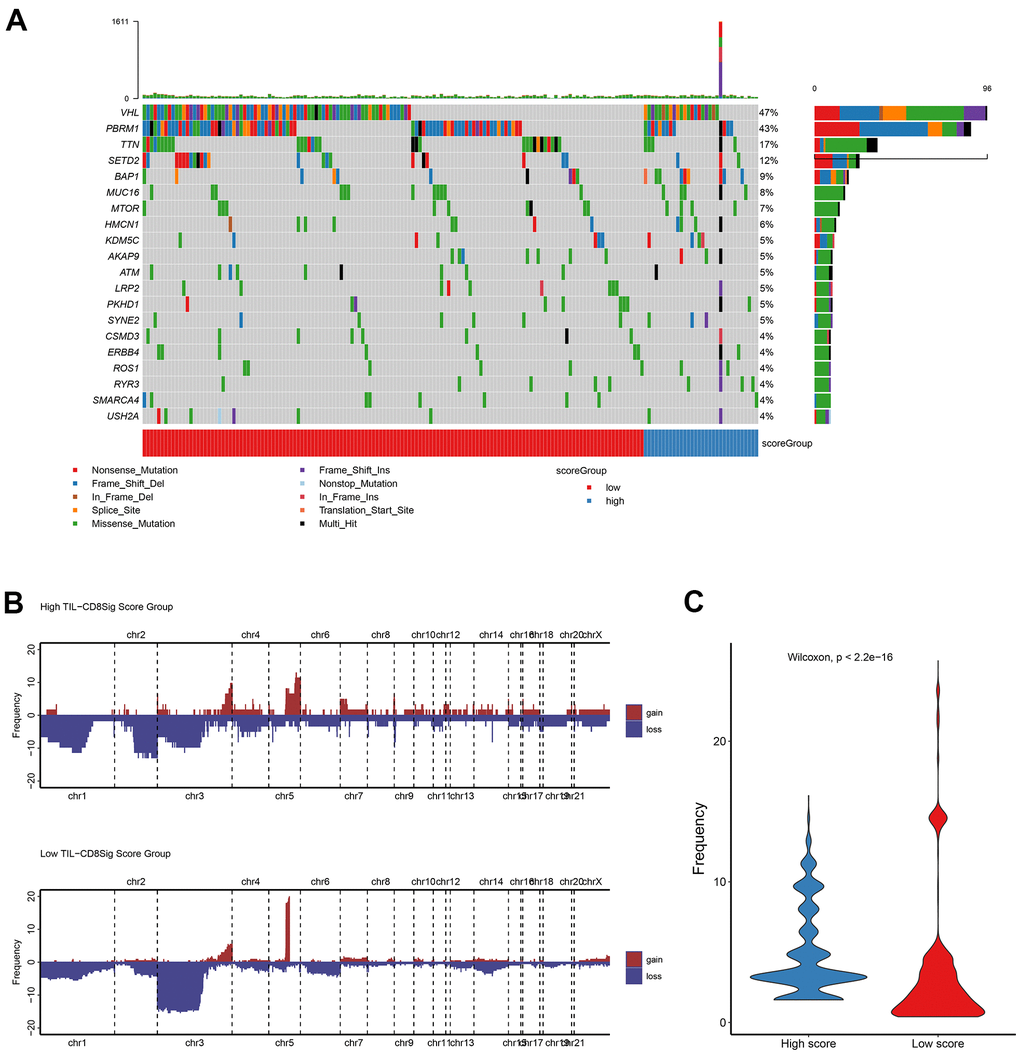 Genetic landscape analysis of mutation and copy number variation (CNV) in high and low TIL-CD8Sig score groups. (A) Mutation waterfall graph of different TIL-CD8Sig score subgroups in the TCGA-KIRC cohort. (B) CNV spectrum of different TIL-CD8Sig score subgroups in the TCGA-KIRC cohort. Different colors represent different CNV types (gain or loss); the abscissa axis represents chromosome locus; the ordinate axis represents CNV frequency. (C) The difference of mutation frequency in different TIL-CD8 Sig score subgroups. The abscissa axis represents different scoring groups; the ordinate axis represents mutation frequency.